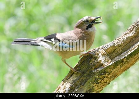 Jay, Jay eurasien, Jays sont répandus dans tout le Royaume-Uni, Un membre très coloré de la famille des corneaires Banque D'Images