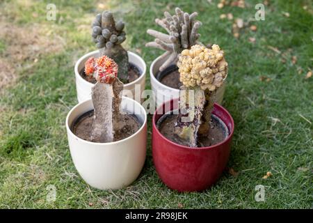 Cactus greffés ornementaux attaqués par l'échelle. Banque D'Images