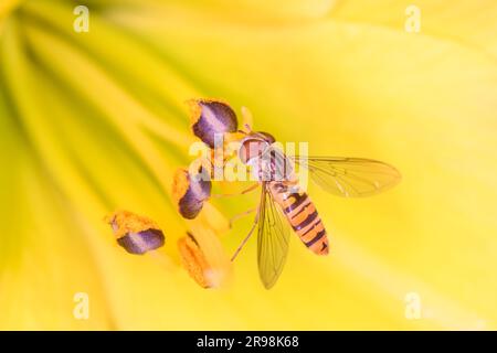 Survol de marmelade - Episyrphus balteatus sur une fleur jaune d'un jour Lily - Hemerocallis Banque D'Images