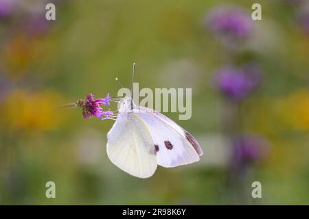 Le petit papillon blanc de chou - Pieris rapae - suce le nectar avec son tronc de la fleur de la plante de la plante de fond en vain - Verbena bonariensis Banque D'Images