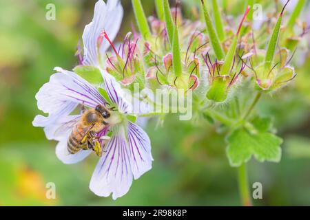 Abeille - APIs mellifera - pollinates Geranium renardii Banque D'Images