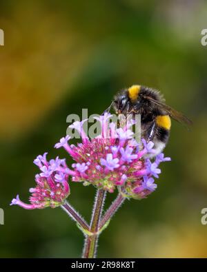 Grande terre Bumblebee - Bombus terrestris - reposant sur une fleur de la cime de la cime vervain - Verbena bonariensis Banque D'Images