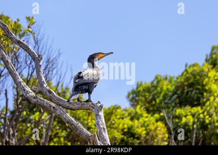 Grand cormoran, phalacrocorax carbo, également connu sous le nom de cerf noir, perché sur un eucalyptus, avec fond ciel bleu d'été. KENET rivière, Great Banque D'Images