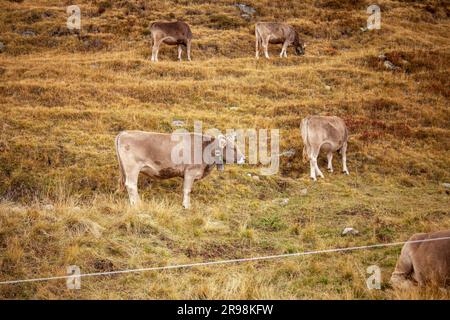 Les vaches de montagne se broutent sur les pâturages alpins en Suisse Banque D'Images