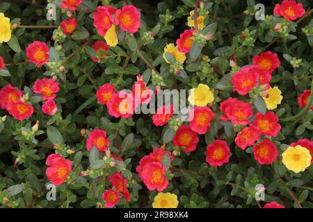 Plante de fleur de purslane rose de mousse sur la pépinière pour la récolte sont des cultures commerciales Banque D'Images