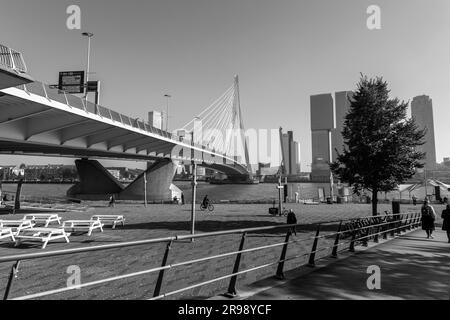 Rotterdam, pays-Bas - 8 octobre 2021: Pont Erasmus sur la rivière Maas ou Meuse à Rotterdam, la deuxième plus grande ville des pays-Bas. Banque D'Images