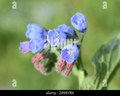 Fleurs communes bleues comfrey en plein air Banque D'Images
