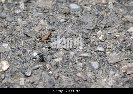 1cm long toadlet migrant de l'étang de naissance à travers un chemin après une tempête de pluie, à West Sussex, Royaume-Uni Banque D'Images