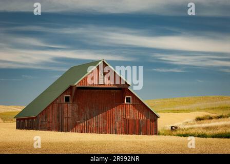 Ancienne grange et champs de blé mûr, comté de Latah, Idaho, États-Unis. Banque D'Images