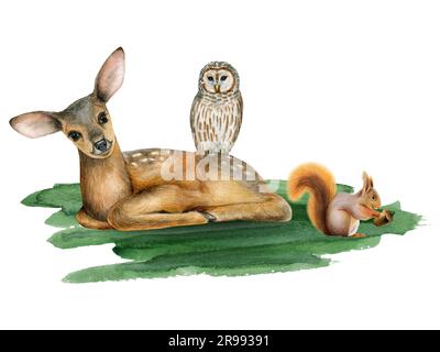 Bébé cerf aquarelle, hibou rayé et écureuil sur l'herbe verte illustration des animaux de forêt mignons et de l'oiseau Banque D'Images