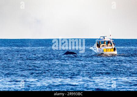 Bateau suivre et apercevoir une baleine près de l'arche du Cap Saint Luke dans le golfe de Californie qui sépare la mer de Cortez de l'océan Pacifique Banque D'Images