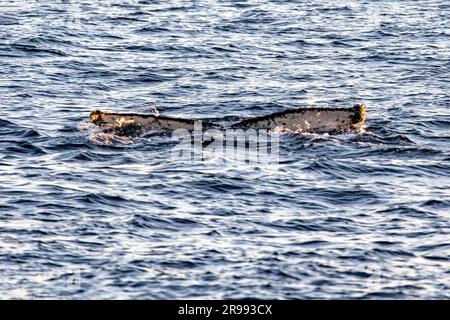 Plongée de grandes baleines dans la mer profonde près de l'arche du Cap Saint Luke dans le golfe de Californie qui sépare la mer de Cortez de l'océan Pacifique Banque D'Images