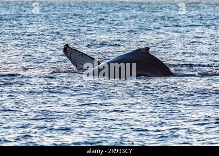 Saut de baleines et finning près de l'arche du Cap Saint Luke dans le golfe de Californie qui sépare la mer de Cortez de l'océan Pacifique à Baja Cali Banque D'Images