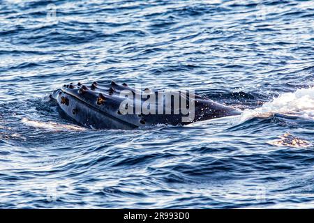 Baleine émergeant du fond marin pour respirer à côté de l'arche du Cap Saint Luke dans le golfe de Californie qui sépare la mer de Cortez du Pacifique Banque D'Images