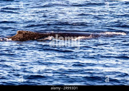 Baleine émergeant des profondeurs pour respirer près de l'arche du Cap Saint Luke dans le golfe de Californie qui sépare la mer de Cortez de l'OC du Pacifique Banque D'Images