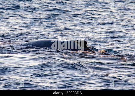 La baleine respire à la surface près de l'arche du Cap Saint Luke dans le golfe de Californie qui sépare la mer de Cortez de l'océan Pacifique à Baja Banque D'Images