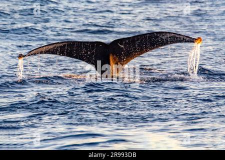 Queue de baleine émergeant de la mer profonde près de l'arche du Cap Saint Luke dans le golfe de Californie qui sépare la mer de Cortez de l'océan Pacifique Banque D'Images