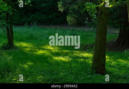 De magnifiques spots lumineux dans la prairie entre quelques arbres le soir dans un parc Banque D'Images