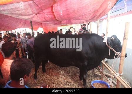 Dhaka Bangladesh 23jun2023, des animaux sacrificiels ont commencé à arriver sur les marchés de la capitale avant la prochaine Eid al-Adha, cette photo était Banque D'Images