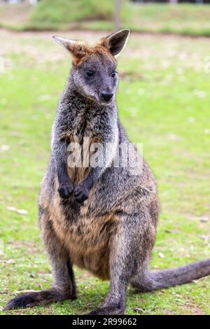 Le wallaby marsupial des marais (Wallabia bicolor) est un petit macropode marsupial de l'est de l'Australie. Le manteau gris typique des macropodes variait Banque D'Images