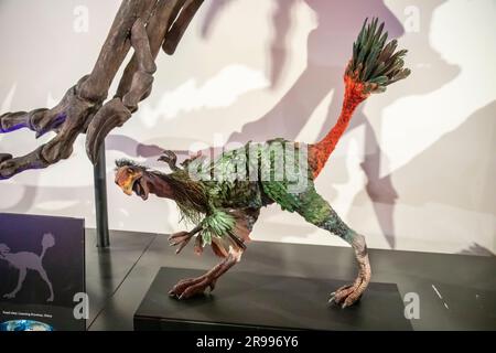 La reconstruction du caudipteryx zoui en Australie musuem. Il vivait il y a environ 125 millions d'années et mangeait principalement des plantes. Il a été couvert en bref Banque D'Images