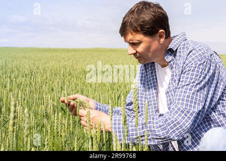 Un fermier mâle vérifie la qualité du blé semé un jour ensoleillé d'été, un travail de terrain d'été, un champ avec du blé Banque D'Images