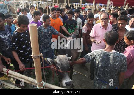 Dhaka Bangladesh 23jun2023, des animaux sacrificiels ont commencé à arriver sur les marchés de la capitale avant la prochaine Eid al-Adha, cette photo était Banque D'Images