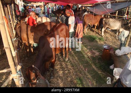 Dhaka Bangladesh 23jun2023, des animaux sacrificiels ont commencé à arriver sur les marchés de la capitale avant la prochaine Eid al-Adha, cette photo était Banque D'Images