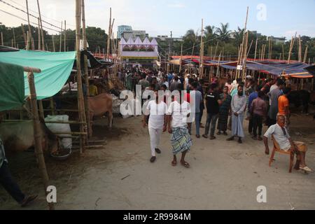 Dhaka Bangladesh 23jun2023, des animaux sacrificiels ont commencé à arriver sur les marchés de la capitale avant la prochaine Eid al-Adha, cette photo était Banque D'Images