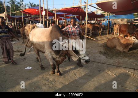 Dhaka Bangladesh 23jun2023, des animaux sacrificiels ont commencé à arriver sur les marchés de la capitale avant la prochaine Eid al-Adha, cette photo était Banque D'Images