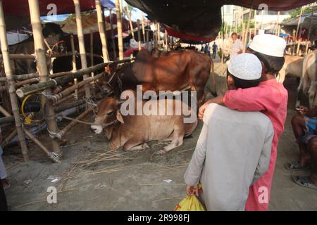 Dhaka Bangladesh 23jun2023, des animaux sacrificiels ont commencé à arriver sur les marchés de la capitale avant la prochaine Eid al-Adha, cette photo était Banque D'Images