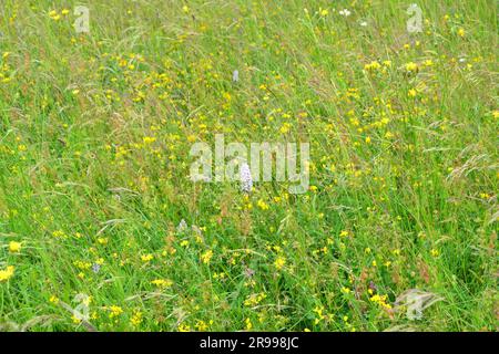 Orchidées tachetées communes dans un pré au fond de Magpie dans le Kent, au sud-est de l'Angleterre. Également une huile de trèfle jaune. Prairie de fleurs sauvages Banque D'Images