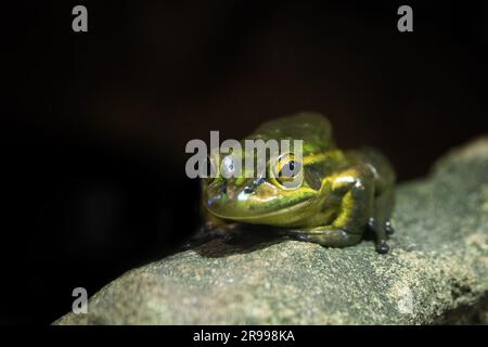 Grenouille verte et dorée, Litoria aurea, une espèce de grenouille d'arbre vivant au sol originaire de l'est de l'Australie. Maintenant vulnérable dans la nature. Banque D'Images