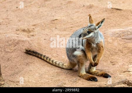 L'image en gros plan du wallaby rocheux à pieds jaunes. Il est gris à gris fauve au-dessus et de couleur claire au-dessous avec une bande noire mi-dorsale de la couronne Banque D'Images