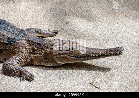 Le crocodile d'eau douce (Crocodylus johnstoni) est une espèce de crocodile endémique dans les régions septentrionales de l'Australie. Banque D'Images