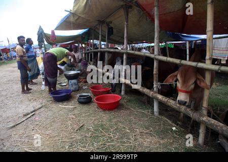 Dhaka Bangladesh 23 jun2023, les animaux sacrificiels ont commencé à arriver sur les marchés de la capitale avant la prochaine Eid al-Adha, cette photo a été Banque D'Images