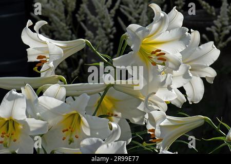 Lys blancs très parfumés, Lilium Regale Album Banque D'Images