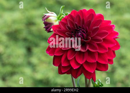 Dahlia rouge Bourgogne 'Arabian Night'. Banque D'Images