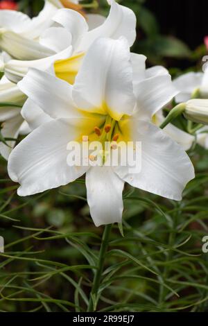 Lys blancs très parfumés, Lilium Regale Album Banque D'Images