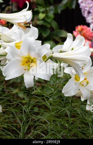 Lys blancs très parfumés, Lilium Regale Album Banque D'Images