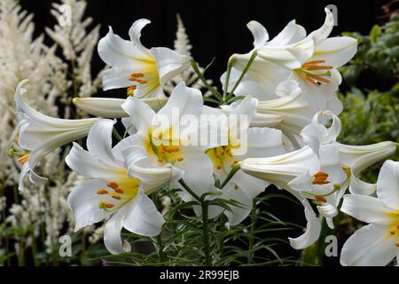 Lys blancs très parfumés, Lilium Regale Album Banque D'Images