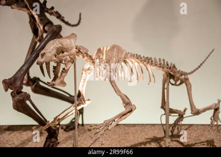 L'Hoplophoneus dans la galerie mondiale Musée national de la nature et des sciences. Un genre éteint de la famille des Nimravidae, endémique de l'Amérique du Nord. Banque D'Images