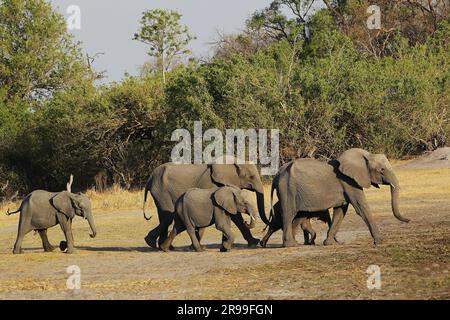Eléphant africain, loxodonta africana, Herd Walking, réserve de Moremi, delta d'Okavango au Botswana Banque D'Images