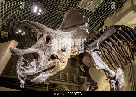 Tokyo Japon 11 mars 2023 : le Triceratops prorsus dans la galerie mondiale Musée national de la nature et des sciences. C'est un genre d'herbivores Banque D'Images