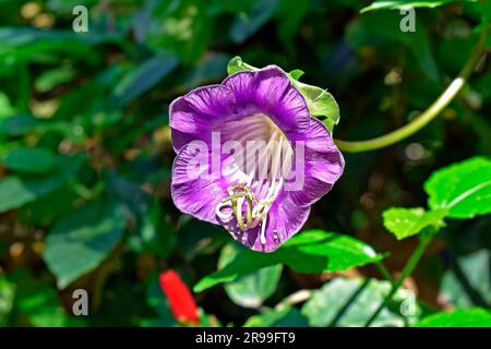 Coupe et soucoupe de vigne ou de cathédrale cloches fleur (Cobaea scandens) sur le jardin Banque D'Images