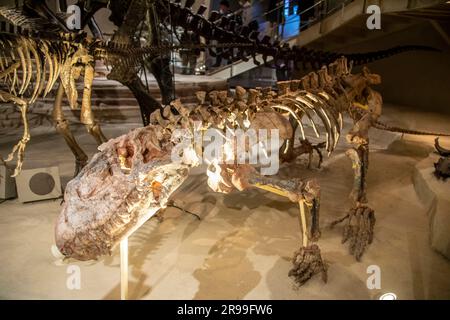 Le Prestosuchus (signifiant « crocodile Prestes ») dans la galerie mondiale Musée national de la nature et des sciences. C'est un genre éteint de pseudosuchian. Banque D'Images