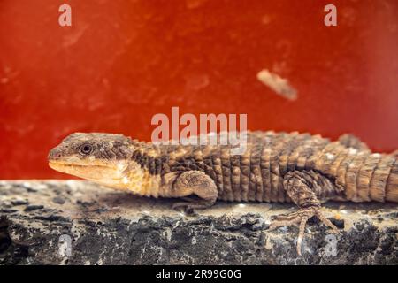 Le lézard girlillé tropical (Cordylus tropidosternum) est une espèce de lézard arboricole ou rupicole (vivant dans le roc) endémique en Afrique de l'est. Banque D'Images