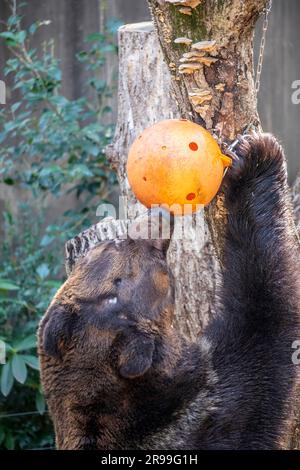 Un ours brun d'Ussuri (Ursus arctos lasiotus) prend de la nourriture dans le contenant pointu de boule suspendue. C'est une sorte d'activité d'enrichissement dans le zoo d'Ueno Banque D'Images