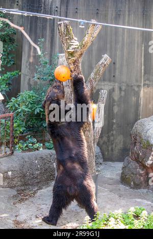 Un ours brun d'Ussuri (Ursus arctos lasiotus) prend de la nourriture dans le contenant pointu de boule suspendue. C'est une sorte d'activité d'enrichissement dans le zoo d'Ueno Banque D'Images