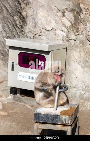 Tokyo Japon 11th mars 2023: Le macaque japonais (Macaca fuscata) est assis sur les balances dans l'enceinte du zoo d'Ueno. Banque D'Images